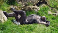 This is the first study to examine the relation between general intelligence scores and delayed gratification abilities in common chimpanzees (Pan troglodytes). Image credit: Bernd Hildebrandt.