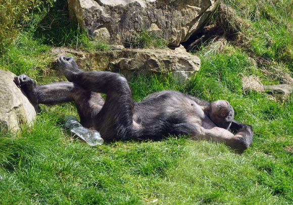 This is the first study to examine the relation between general intelligence scores and delayed gratification abilities in common chimpanzees (Pan troglodytes). Image credit: Bernd Hildebrandt.