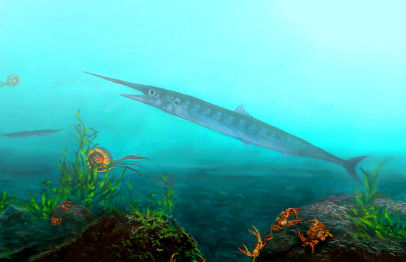 Candelarhynchus padillai. Image credit: Oksana Vernygora.