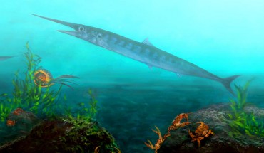 Candelarhynchus padillai. Image credit: Oksana Vernygora.