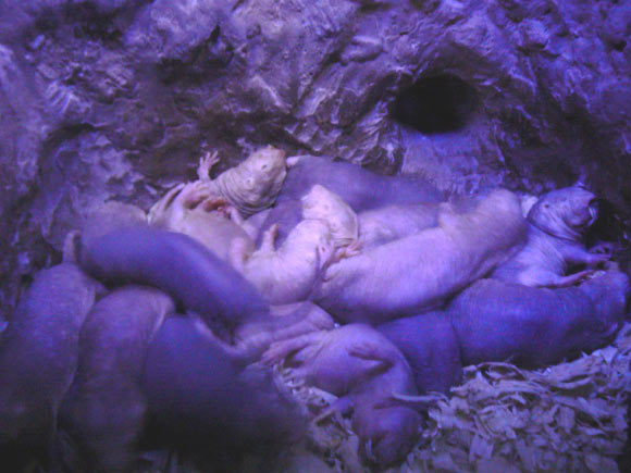 Researchers have demonstrated that cells of naked mole rats (Heterocephalus glaber) undergo cellular senescence similarly to mouse cells but have distinct features that may explain the species’ low cancer and aging rates, such as being more resistant to DNA damage and undergoing metabolic reprogramming. Image credit: Benny Mazur / CC BY 2.0.