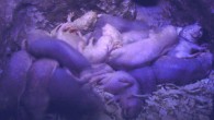 Researchers have demonstrated that cells of naked mole rats (Heterocephalus glaber) undergo cellular senescence similarly to mouse cells but have distinct features that may explain the species’ low cancer and aging rates, such as being more resistant to DNA damage and undergoing metabolic reprogramming. Image credit: Benny Mazur / CC BY 2.0.