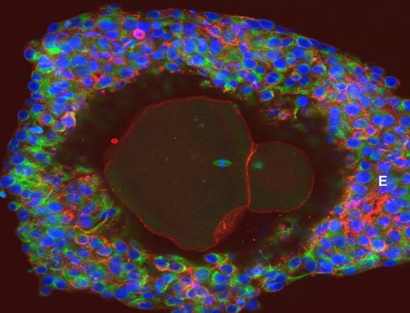 Magnification of a lab-grown, fully matured human egg ready for fertilization. Image credit: University of Edinburgh.