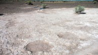 Footprints of Columbian mammoths (Mammuthus columbi), dated to 43,000 years ago, are seen in a portion of a trackway that was uncovered by Retallack et al in 2017 in an ancient dry lake bed in Lake County, Oregon. Image credit: Greg Shine, Bureau of Land Management.