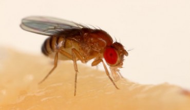 A fruit fly (Drosophila melanogaster). Image credit: Sanjay Acharya / CC BY-SA 4.0.