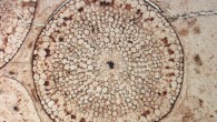 Rhynia gwynne-vaughanii, 400 million-year-old fossil plant stem from Aberdeenshire, Scotland. Image credit: Natural History Museum, London.