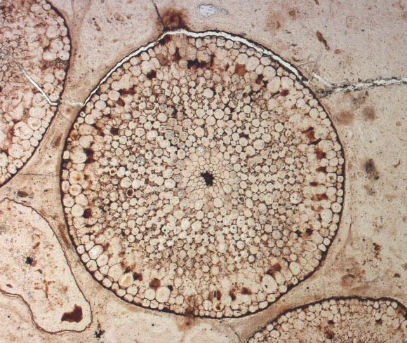 Rhynia gwynne-vaughanii, 400 million-year-old fossil plant stem from Aberdeenshire, Scotland. Image credit: Natural History Museum, London.