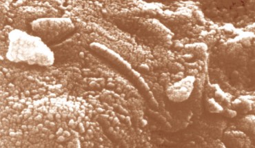 This high-resolution scanning electron microscope image shows an unusual tube-like structural form that is less than 1/100th the width of a human hair in size found in the Martian meteorite ALH84001. Image credit: NASA.