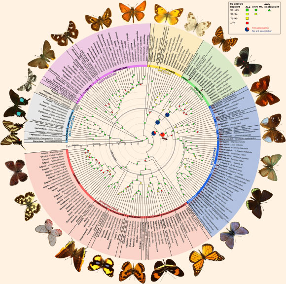 First comprehensive map of butterfly evolution: branch support is color coded according to the support thresholds indicated on the legend, and the shape indicates whether the branch was supported using one or more methods; pie charts on certain nodes in Lycaenidae and Riodinidae indicate the probability of ant association (red) and no ant association (blue) based on ancestral state reconstruction; ants before tribe/subfamily names indicate at least one ant-associated species in the group; question marks denote taxa for which no data on ant association could be found. POLYOMMAT, PL – Polyommatinae, TH – Theclinae, PORITI – Poritiinae, NEM – Nemeobiinae, HED – Hedylidae, PARN – Parnassiinae, PAP – Papilionidae. Image credit: Espeland et al, doi: 10.1016/j.cub.2018.01.061.