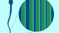 The human spermatozoon tail is a highly complex machine that consists of around a thousand different types of building blocks. Image credit: University of Gothenburg.
