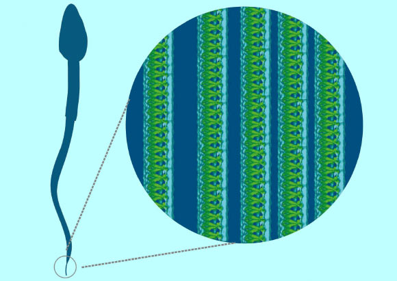 The human spermatozoon tail is a highly complex machine that consists of around a thousand different types of building blocks. Image credit: University of Gothenburg.