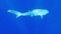An adult Atlantic sixgill shark (Hexanchus vitulus) swims in the waters off Belize. Image credit: Ivy Baremore, MarAlliance.