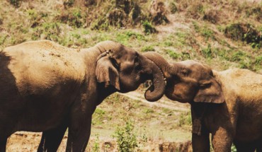 Seltmann et al studied Asian timber elephants in Myanmar. Image credit: John Jackson.