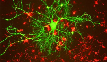 Light-controlled neuron activation using optogenetics allows modulation of specific circuits but is invasive and requires genetic engineering. Researchers from the University of Chicago have developed a silicon-based nanowire that allows light modulation of neurons without genetic engineering, paving the way for optical control of neural activity to other neurological models. Image credit: Gerry Shaw / CC BY-SA 3.0.