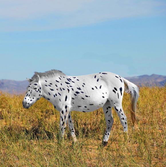 Some of the Botai horses were found to carry genetic variants causing white and leopard coat spotting patterns. Image credit: Ludovic Orlando / Sean Goddard / Alan Outram.