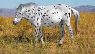 Some of the Botai horses were found to carry genetic variants causing white and leopard coat spotting patterns. Image credit: Ludovic Orlando / Sean Goddard / Alan Outram.
