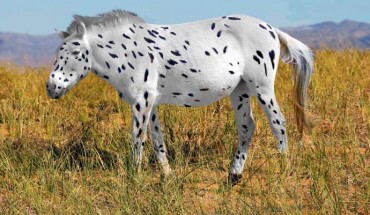 Some of the Botai horses were found to carry genetic variants causing white and leopard coat spotting patterns. Image credit: Ludovic Orlando / Sean Goddard / Alan Outram.