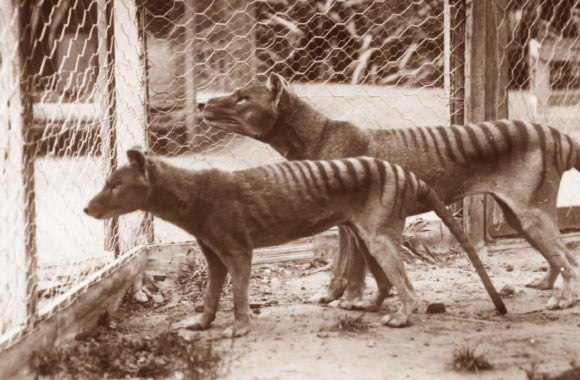 Tasmanian tigers (Thylacinus cynocephalus) in captivity. Image credit: University of Melbourne / Museums Victoria.