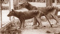 Tasmanian tigers (Thylacinus cynocephalus) in captivity. Image credit: University of Melbourne / Museums Victoria.