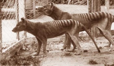 Tasmanian tigers (Thylacinus cynocephalus) in captivity. Image credit: University of Melbourne / Museums Victoria.