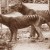 Tasmanian tigers (Thylacinus cynocephalus) in captivity. Image credit: University of Melbourne / Museums Victoria.