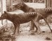 Tasmanian tigers (Thylacinus cynocephalus) in captivity. Image credit: University of Melbourne / Museums Victoria.