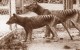 Tasmanian tigers (Thylacinus cynocephalus) in captivity. Image credit: University of Melbourne / Museums Victoria.