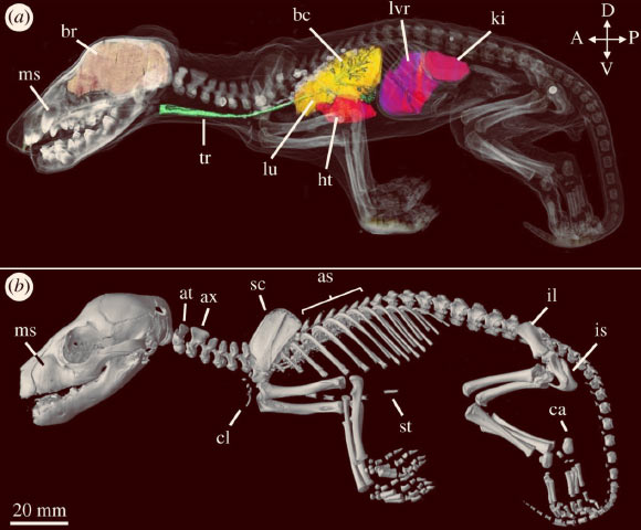 Soft tissue and skeletal reconstructions of the Tasmanian tiger: (a) lateral view of the 9.5-week-old Tasmanian tiger with semi-transparent skin, internal organs and bony elements. The brain (orange), trachea (green), lungs (yellow), heart (red), liver (purple) and kidneys (pink) were separately rendered and overlaid. Teeth showed the highest density (white) followed by the bones of the cranium and limb bones. Lighter elements, including the skin, appear translucent; (b) lateral view of the reconstructed pouch young. Abbreviations: as - axial spines, at - atlas, ax - axis, bc - bronchioles, br - brain, ca - calcaneus, cl - clavicles, ht - heart, il - ilium, is - ischium, ki - kidney, lu - lung, lvr - liver, ms - maxillary swellings, sc - scapula, st - sternum, tr - trachea. Image credit: Newton et al, doi: 10.1098/rsos.171914.
