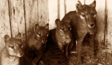 A Tasmanian tiger (Thylacinus cynocephalus) with three cubs at Beaumaris Zoo in Hobart, 1909. Image credit: Tasmanian Museum and Art Gallery.