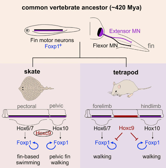 The circuits involved in limb control were established in the common ancestor to all vertebrates with pair appendages millions of years before the first tetrapod walked on land. Image credit: Jung et al, doi: 10.1016/j.cell.2018.01.013.