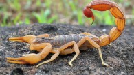 The Eastern Indian red scorpion (Buthus tamulus) in Mangaon, Maharashtra, India. Image credit: Shantanu Kuveskar / CC BY-SA 4.0.