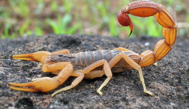The Eastern Indian red scorpion (Buthus tamulus) in Mangaon, Maharashtra, India. Image credit: Shantanu Kuveskar / CC BY-SA 4.0.