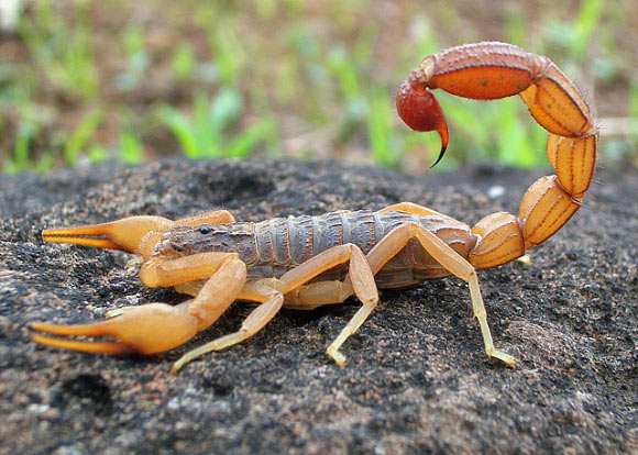 The Eastern Indian red scorpion (Buthus tamulus) in Mangaon, Maharashtra, India. Image credit: Shantanu Kuveskar / CC BY-SA 4.0.