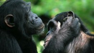 Chimps and bonobos use gestures to initiate and change positions during grooming. Image credit: Catherine Hobaiter.