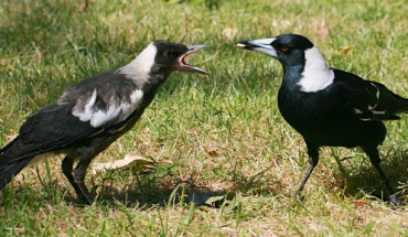 The Australian magpie (Gymnorhina tibicen) is a medium-sized passerine bird native to Australia and southern New Guinea. Image credit: Toby Hudson / CC BY-SA 3.0.