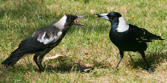 The Australian magpie (Gymnorhina tibicen) is a medium-sized passerine bird native to Australia and southern New Guinea. Image credit: Toby Hudson / CC BY-SA 3.0.