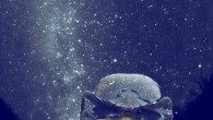 African dung beetles (Scarabaeus satyrus) use the glow of the Milky Way to navigate. Image credit: Emily Baird.