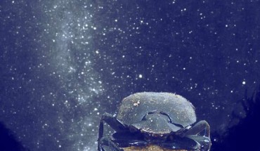 African dung beetles (Scarabaeus satyrus) use the glow of the Milky Way to navigate. Image credit: Emily Baird.