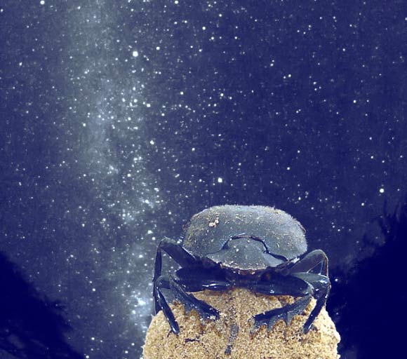 African dung beetles (Scarabaeus satyrus) use the glow of the Milky Way to navigate. Image credit: Emily Baird.