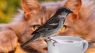 According to Briscoe et al, IT neurons were present in the last common ancestor of birds and mammals. Image credit: Susanne J.