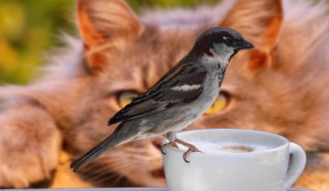 According to Briscoe et al, IT neurons were present in the last common ancestor of birds and mammals. Image credit: Susanne J.