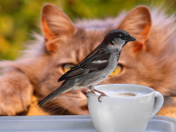 According to Briscoe et al, IT neurons were present in the last common ancestor of birds and mammals. Image credit: Susanne J.