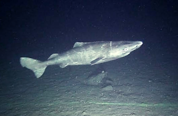 Juvenile Greenland shark (Somniosus microcephalus). Image credit: Devine et al, doi: 10.1038/s41598-017-19115-x.