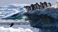 Borowicz et al found that the Danger Islands have 751,527 pairs of Adélie penguins (Pygoscelis adeliae) -- more than the rest of the entire Antarctic Peninsula region combined. Image credit: Rachael Herman, Louisiana State University / Stony Brook University.