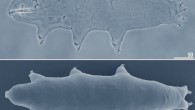Macrobiotus shonaicus. Scale bars in μm. Image credit: Stec et al, doi: 10.1371/journal.pone.0192210.