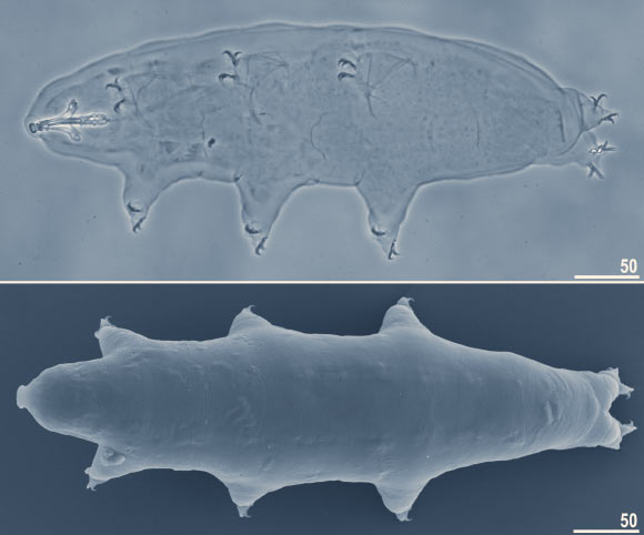 Macrobiotus shonaicus. Scale bars in μm. Image credit: Stec et al, doi: 10.1371/journal.pone.0192210.