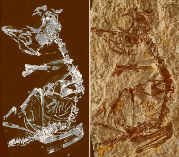 Phosphorous mapping image and photo of the specimen. Image credit: Fabien Knoll.