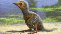 Artist impression of a juvenile enantiornithe bird. Image credit: Raúl Martín.