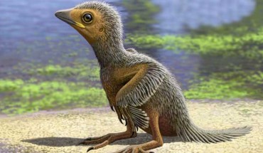 Artist impression of a juvenile enantiornithe bird. Image credit: Raúl Martín.