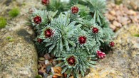 Saxifraga sempervivum, a species of alpine plant in Cambridge University Botanic Gardens, ‘produces pure vaterite.’ Image credit: Paul Aston.
